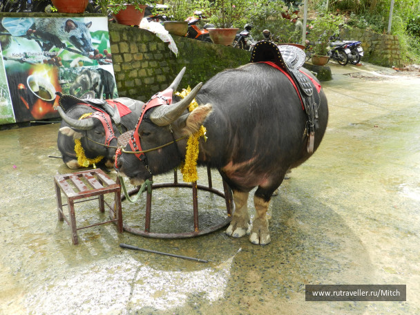 photo 1731744