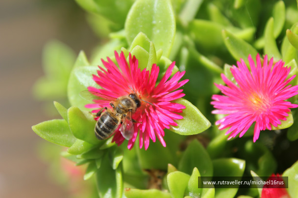 photo 234273