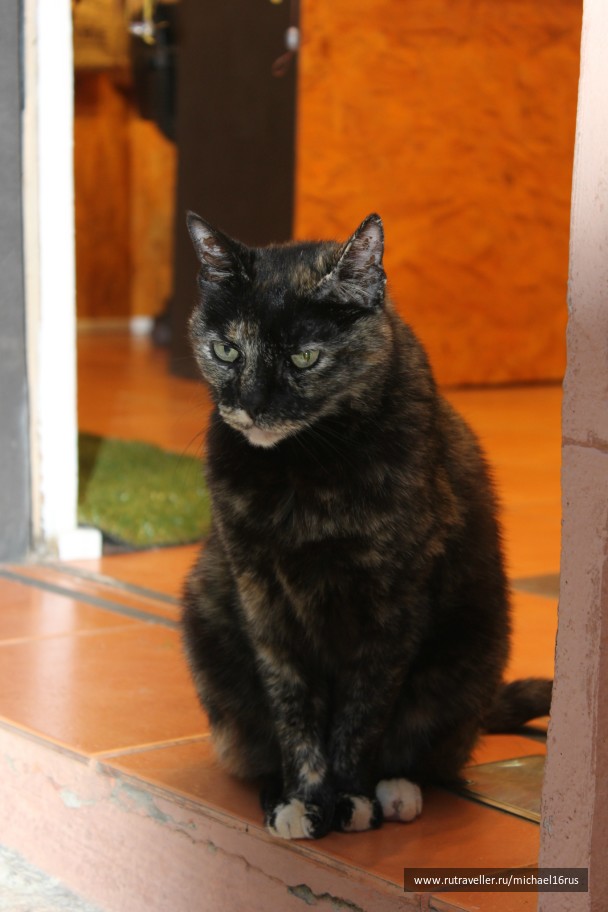 photo 234264