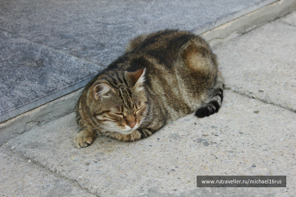 photo 234290