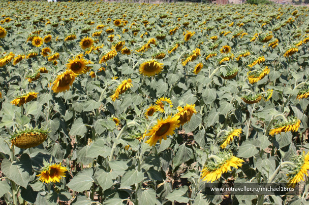 photo 234352