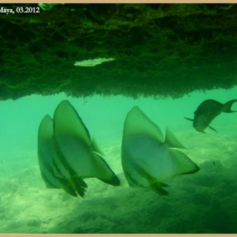 Sharm el Maya, 03.2012 