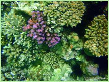 photo 447484