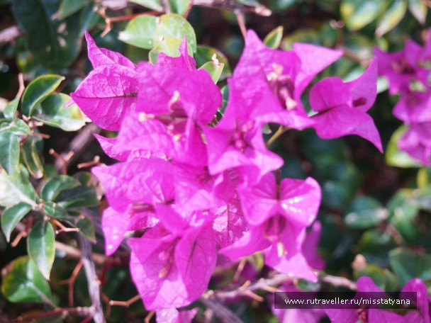 photo 759305