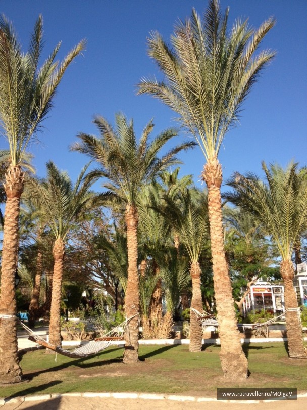 photo 350657