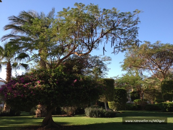 photo 350662