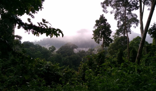 Borneo-Rainforest-Lodge2016  (113)