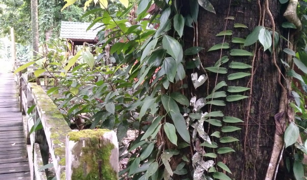 Borneo-Rainforest-Lodge2016  (102)