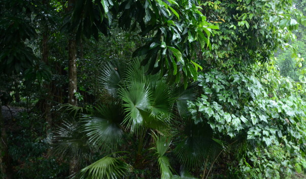 Borneo-Rainforest-Lodge2016  (59)