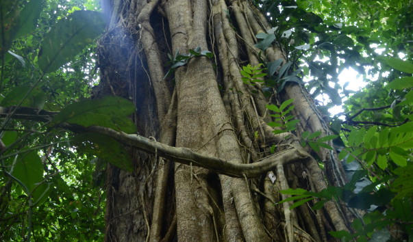 Borneo-Rainforest-Lodge2016  (14)