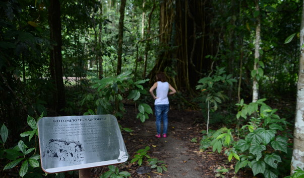 Borneo-Rainforest-Lodge2016  (12)