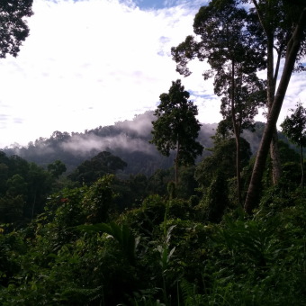 Danum Valley Conservation Area Borneo