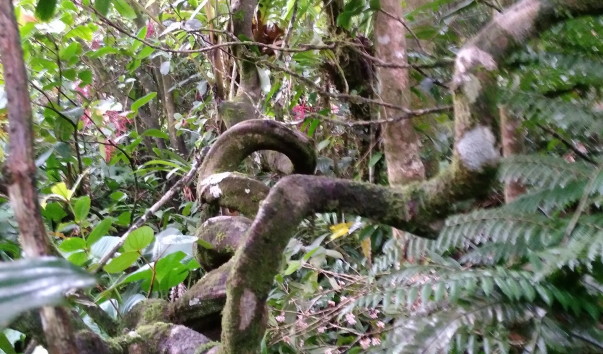 Kota-Kinabalu2016 (88)