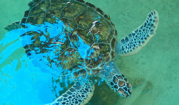 National Oceanographic Museum of Vietnam (100)