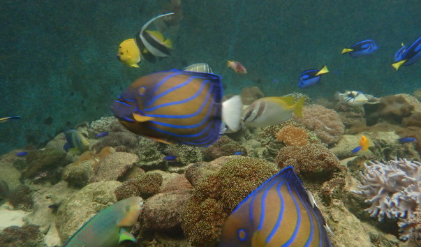 National Oceanographic Museum of Vietnam (85)