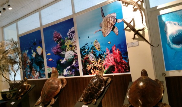 National Oceanographic Museum of Vietnam (58)