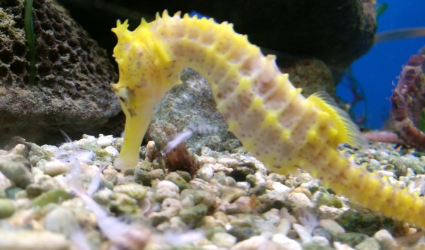 National Oceanographic Museum of Vietnam (30)