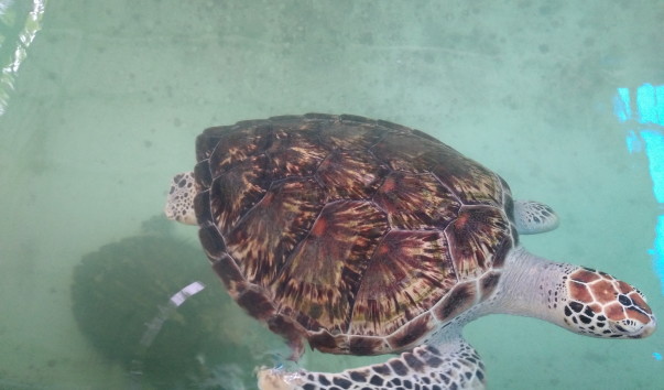 National Oceanographic Museum of Vietnam (20)