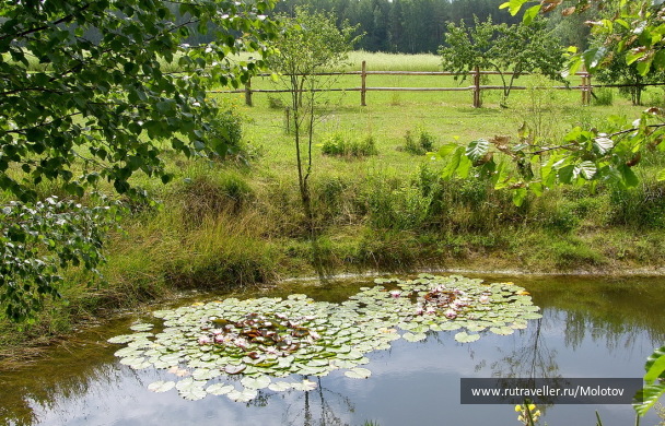 photo 1204977
