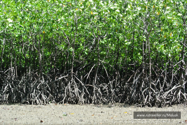 photo 277030