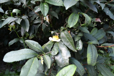 photo 910515