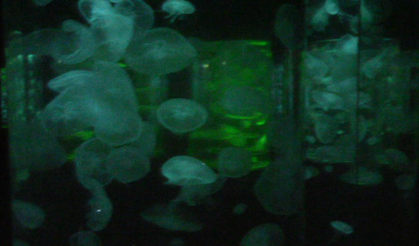 MVI_0038_0008