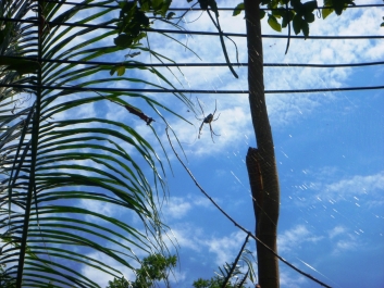 photo 957240