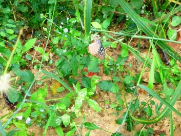 photo 957286