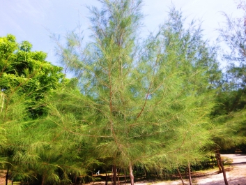 photo 966773