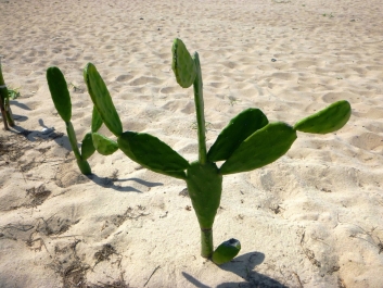 photo 966775