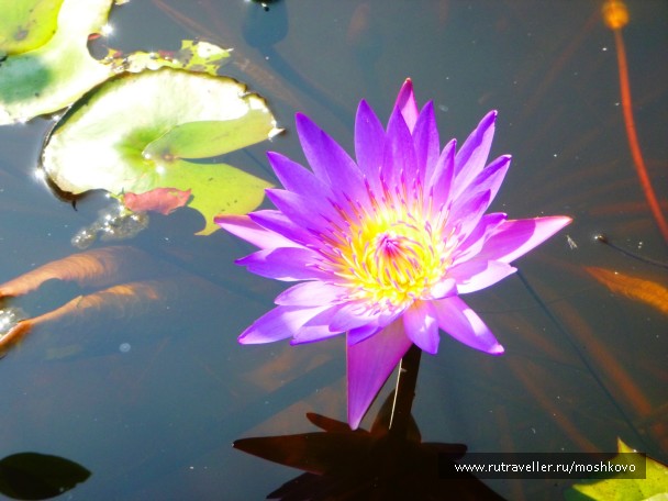photo 1020703