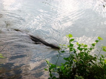 photo 1224859