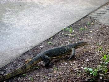 photo 1224860