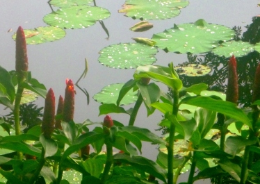 photo 1219044