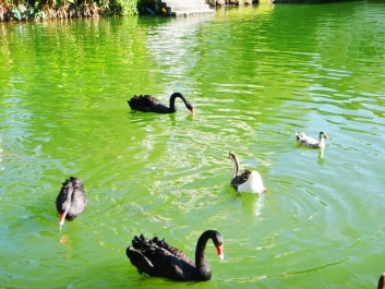photo 1271158