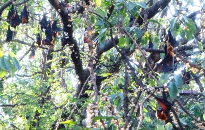 photo 1273934