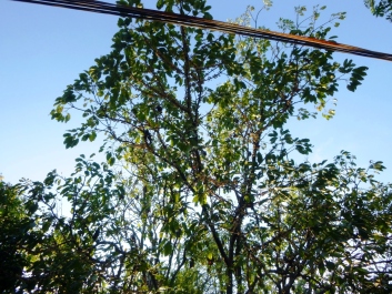 photo 1273936