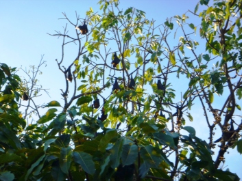 photo 1273937