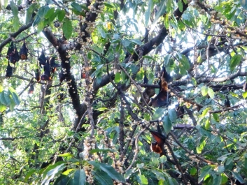 photo 1273938
