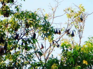 photo 1273940