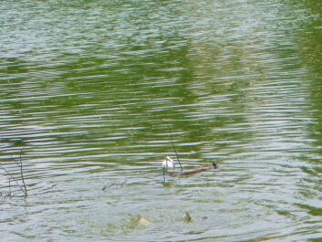 photo 1466034