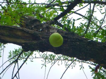 photo 1501916