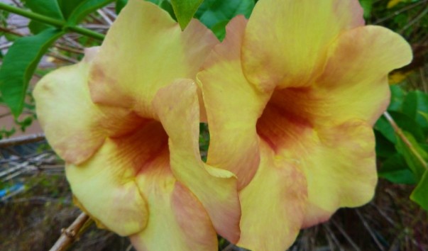 P1100038