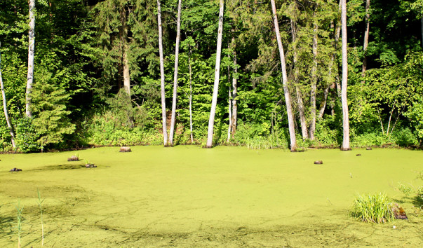 2011_08_grodno_09