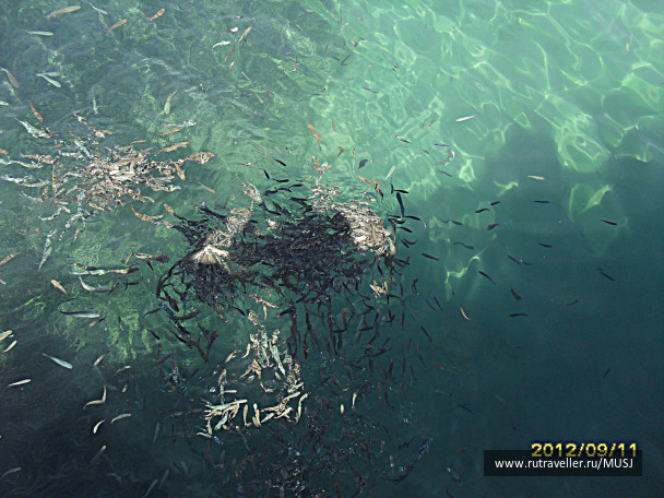 photo 254311