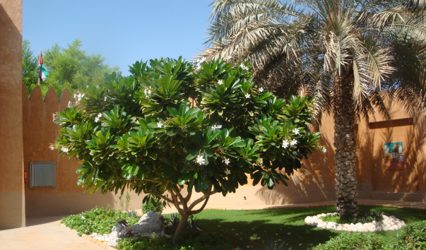 DSC07733