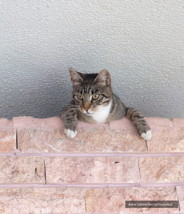 photo 145527