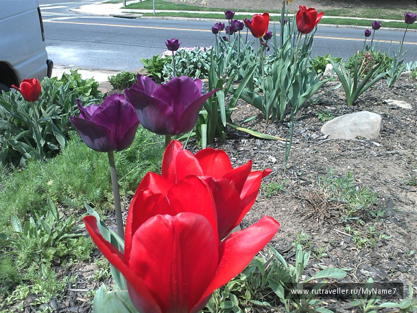 photo 79387