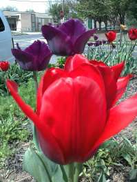photo 79388