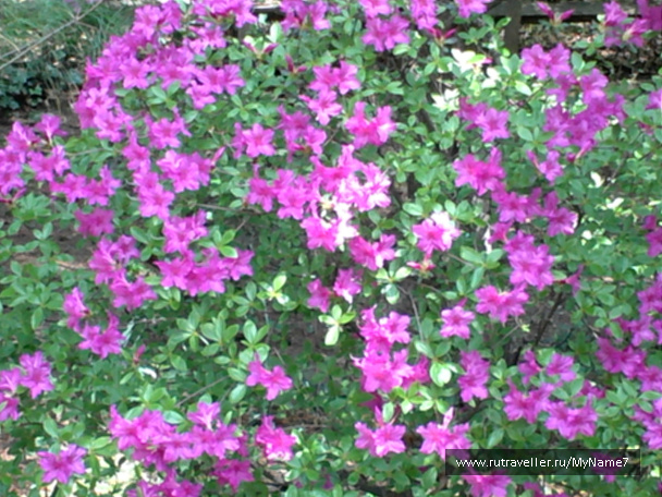 photo 79392
